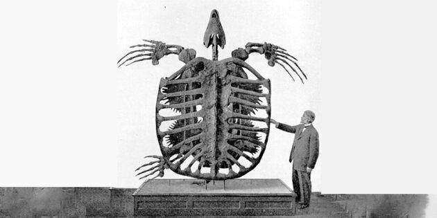 Archelon ischyros