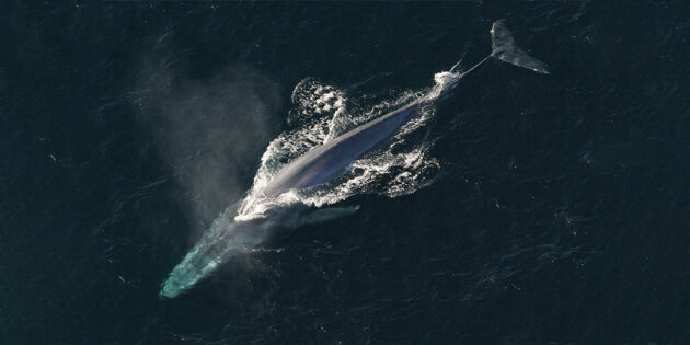 Balaenoptera musculus