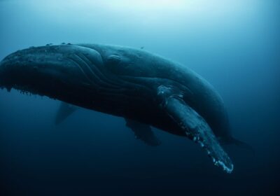 Blue whale