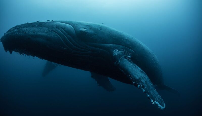 Blue whale