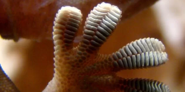 Gecko foot on glass jpg