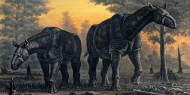 Paraceratherium transouralicum 2