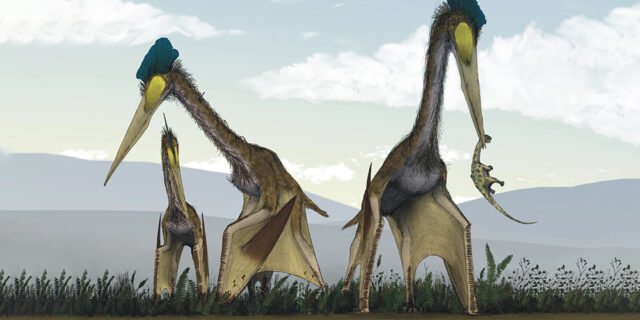 Quetzalcoatlus northropi